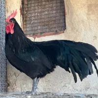 خروس استرالوپ