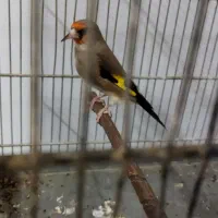 دورگ نر سهره