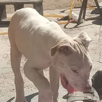 پیت بول|سگ|سیرجان, |دیوار