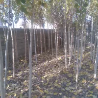 صنوبر فروشی