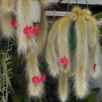 گل بصورت پک و قلمه ریشه دار دم روباهی
