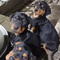 سگ روت وایلر اصیل