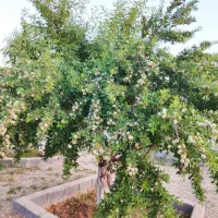 باغشهری ۲۸۰۰ متر سیاخ دارنگون باسند ملکی|فروش زمین و ملک کلنگی|سیاخ دارنگون, |دیوار