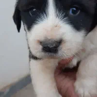 سگ نر فروش و ماده پوز کوتاه