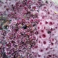 گل رز داودی دسته گل