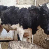 گاونر|حیوانات مزرعه|سراوان, |دیوار