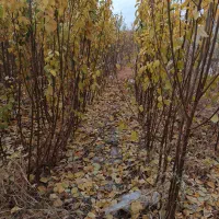 مجموعه نهالستان خرم نهال|خدمات باغبانی و درختکاری|مشهد, سیسآباد|دیوار