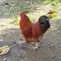 فروش خروس محلی پا پر