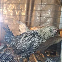 مرغ خروس|حیوانات مزرعه|تهران, افسریه شمالی|دیوار