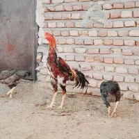 تخم مرغ لاری اوشامو