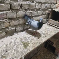 کبوتر پلاکی