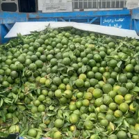 نارنج شمارا خریدارمtt