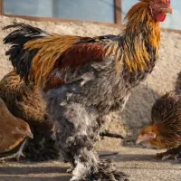 جوجه برهما پاتریچ و بوف غول پیکر