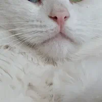 گربه نر برای جفت‌گیری