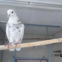 جفت طوقی|پرنده|آذرشهر, |دیوار