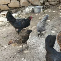 مرغ|حیوانات مزرعه|سورنا, |دیوار