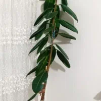 گل گوش فیلی