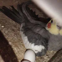 عروس هلندی مولد با تخم