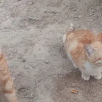 گربه اهلی خانگی|گربه|زاهدان, |دیوار