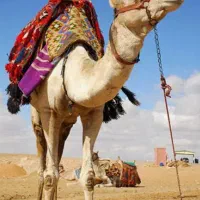 نظرتون راجب پرورش شتر چیه