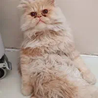 گربه پرشین|گربه|مشهد, گلبرگ|دیوار