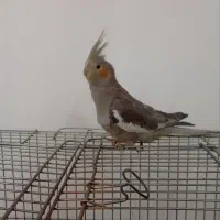 جوجه عروس هلندی نر.|پرنده|قصرشیرین, |دیوار