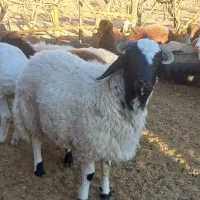 بره نر درجه یک دورگ وافشاری