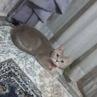 گربه ماده اسکاتیش