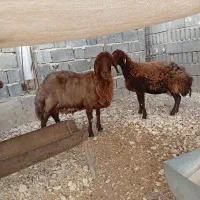 فروش میش همو