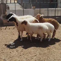 بره