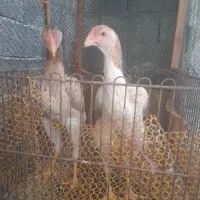 جوجه لاری اوشامو