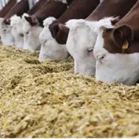 فروش نیشکر|حیوانات|قم, بلوار امین و ساحلی|دیوار