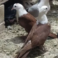 فروش یک تیپ کبوتر