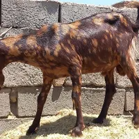 بز پاکستانی سه نر بز پاکستانی خال خال یک عدد|حیوانات مزرعه|گناباد, |دیوار