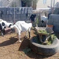 بز پاکستانی|حیوانات مزرعه|میناب, |دیوار