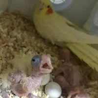 چهار جفت عروس هلندی رو تخم و جوجه|پرنده|قم, ارم|دیوار