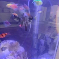 ماهی آنجل از سه نژاد