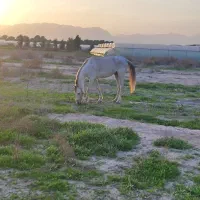 اسب|اسب و تجهیزات اسب‌سواری|جیرفت, |دیوار