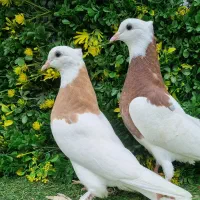 جوجه طوقی برا دستی