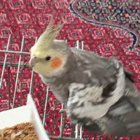 یک جفت عروس هلندی