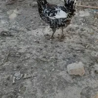 مرغ گلین