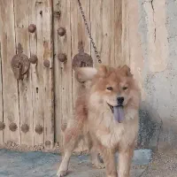 سگ چاو چاو|سگ|اصفهان, مارچین|دیوار