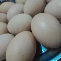 تخم مرغ محلی