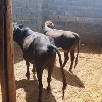 ‌گاو‌ یا گوساله نر