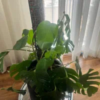 گلدان برگ انجیری