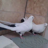 پرنده|پرنده|میانه, |دیوار