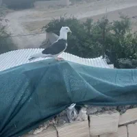 کفتر