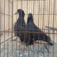 جوجه کفتر سیاه رستاخیز