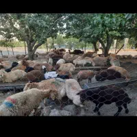 فروش بره نرچاق مغانی ومعاوضه با بره نر لاغر