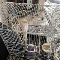 یک جوجه عروس هلندی با قفس و وسایل بازی|پرنده|اهواز, کمپلو شمالی|دیوار